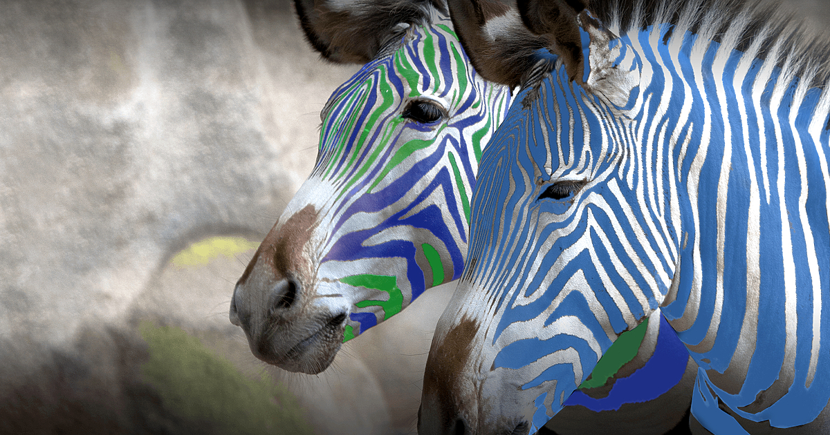 Нито една от първите две зебри не се дава –