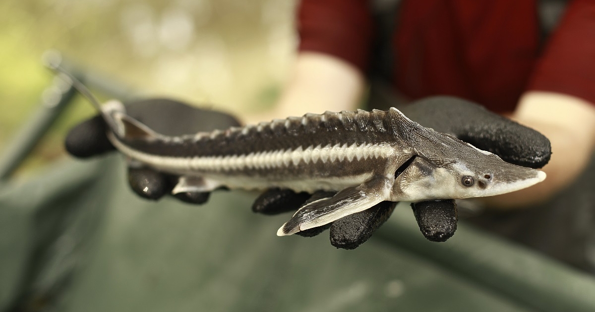 Кампанията на WWF , посветена на опазването на дома на