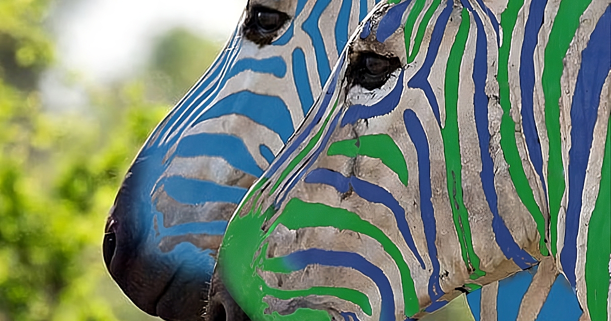 Първите две зебри са на фотофиниш към 16,00 ч., показват