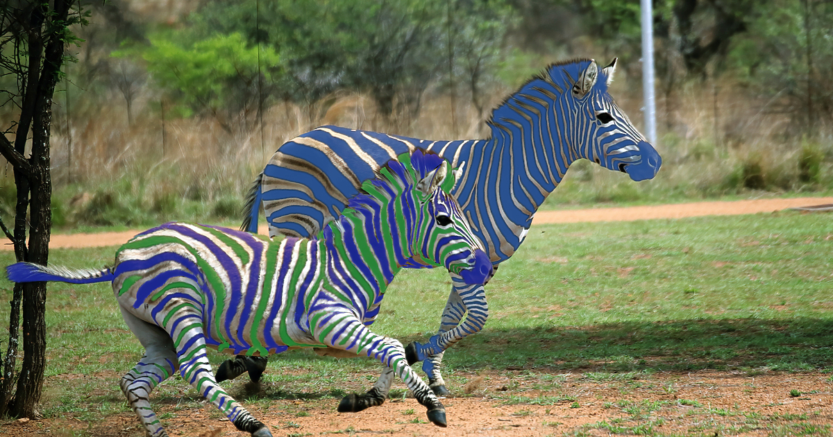 Втората зебра застигна първата и в момента двете се движат