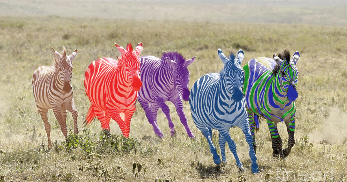 Към 10,30 ч. извънредният национален шампионат за зебри продължава без