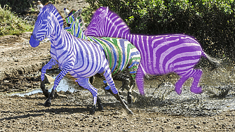 Втора спортна агенция извади първи резултати от извънредния национален шампионат