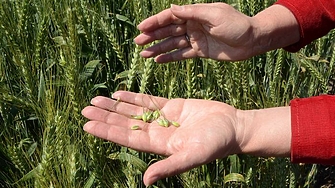 България обмисля забрана за внос на украинско зърно каквато вече