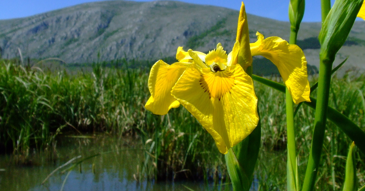 Блата, мочурища, торфища, заливни низини и езера – над 90%