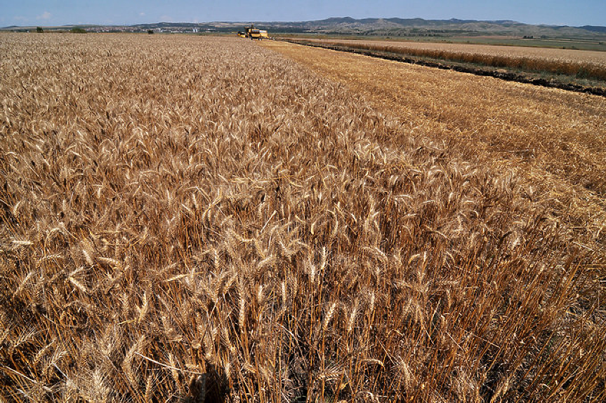Пшеница, рапица, царевица и слънчогледово семе от Украйна няма да се търгуват у нас до 5 юни