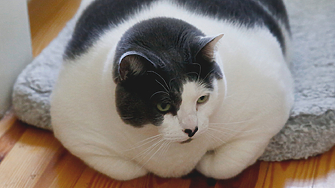 Анна Гин е журналистка и писателка живее в украинския град Харкив Тя