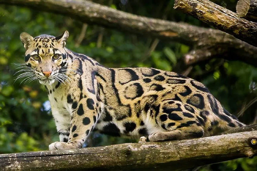 Леопард избяга от зоологическата градина в Стара Загора