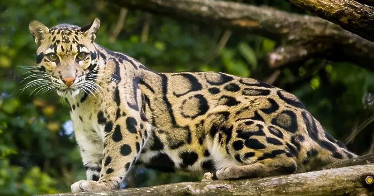 Леопард е избягал от зоопарка в Стара Загора, съобщава бТВ.