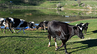 Ирландия обмисля да заколи около 200 000 говеда през следващите