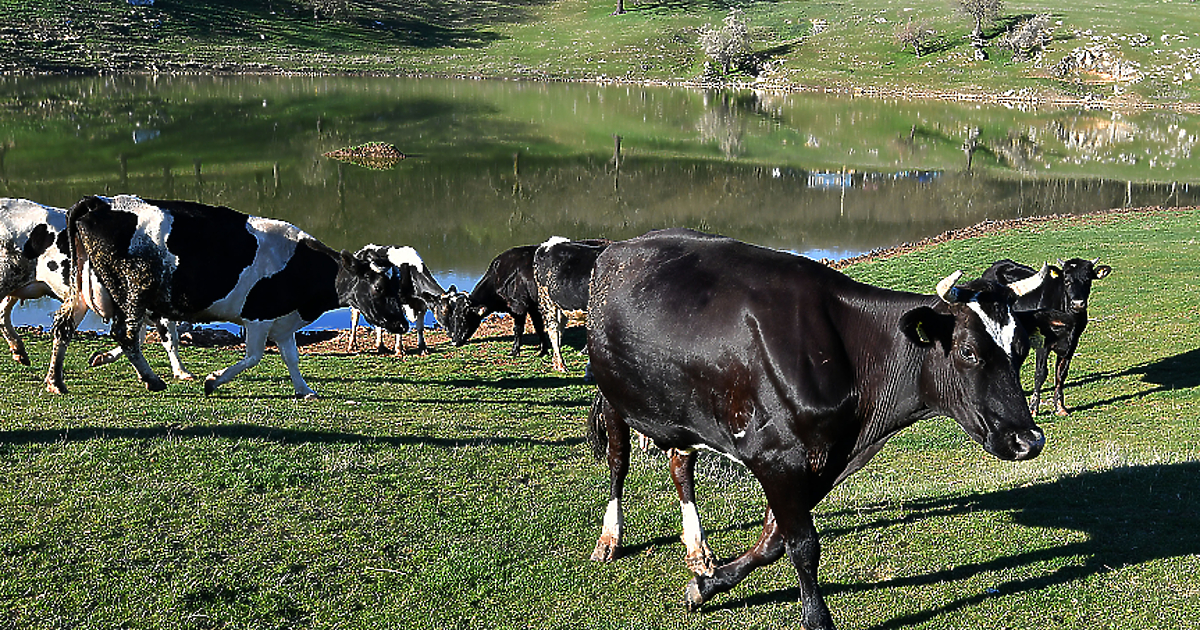Европейската комисия съобщи днес, че е одобрила включването на Българско кисело