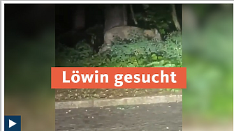 Берлин отмени акцията по издирване на избягала лъвица Според специалисти