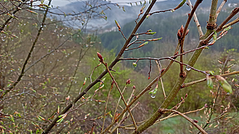 За опасност от увеличаване на сечта в горите предупреждават еколози