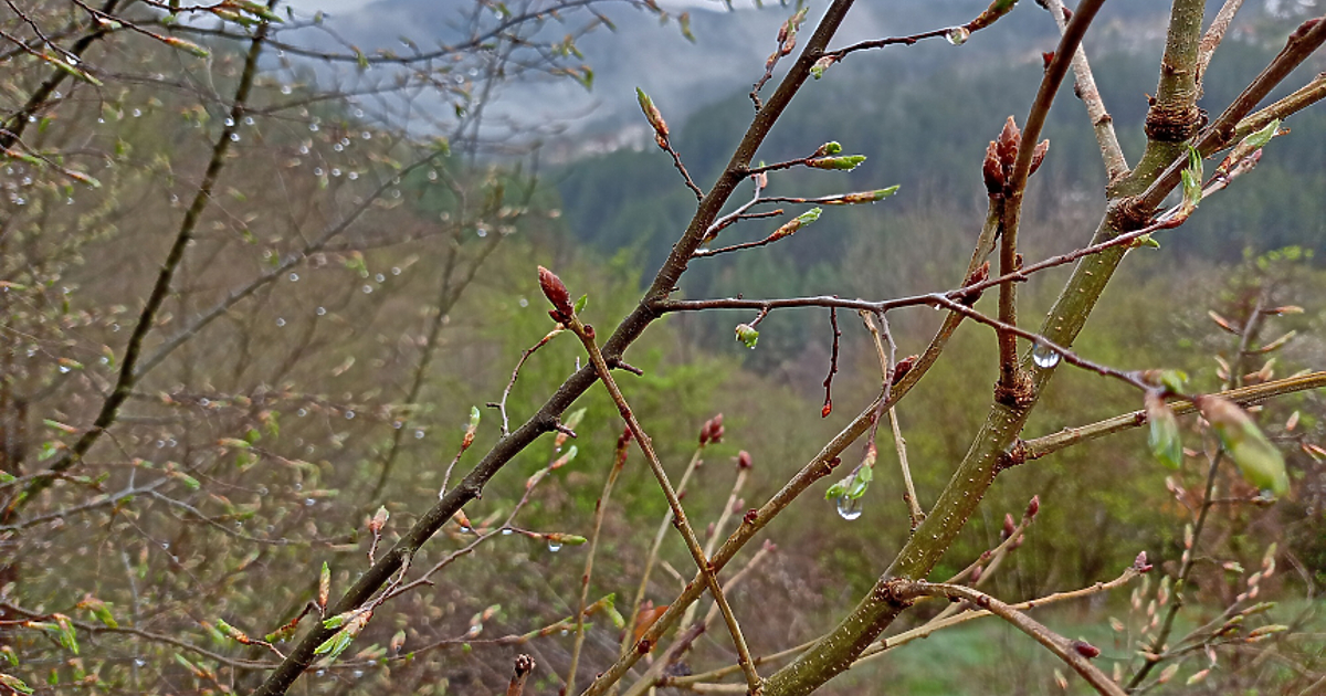 За опасност от увеличаване на сечта в горите предупреждават еколози