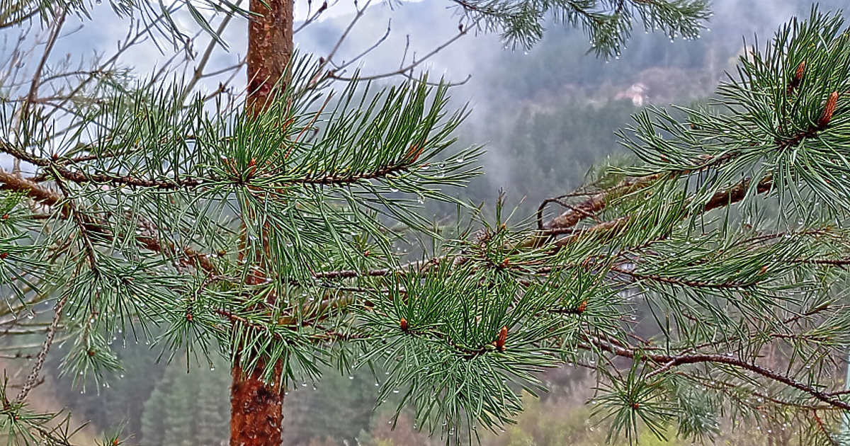 През нощта и до сутринта главно над Западна, а утре