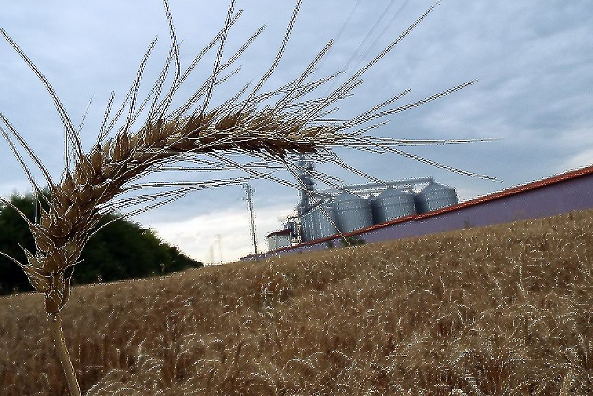 ДЕНЯТ В НЯКОЛКО РЕДА: Украинското зърно - вече и в България