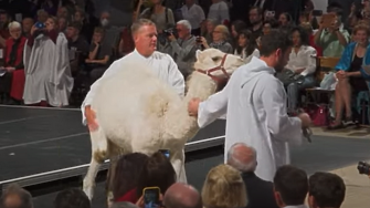 Едногърба камила бухал гигантска змия кучета котки и дори малък