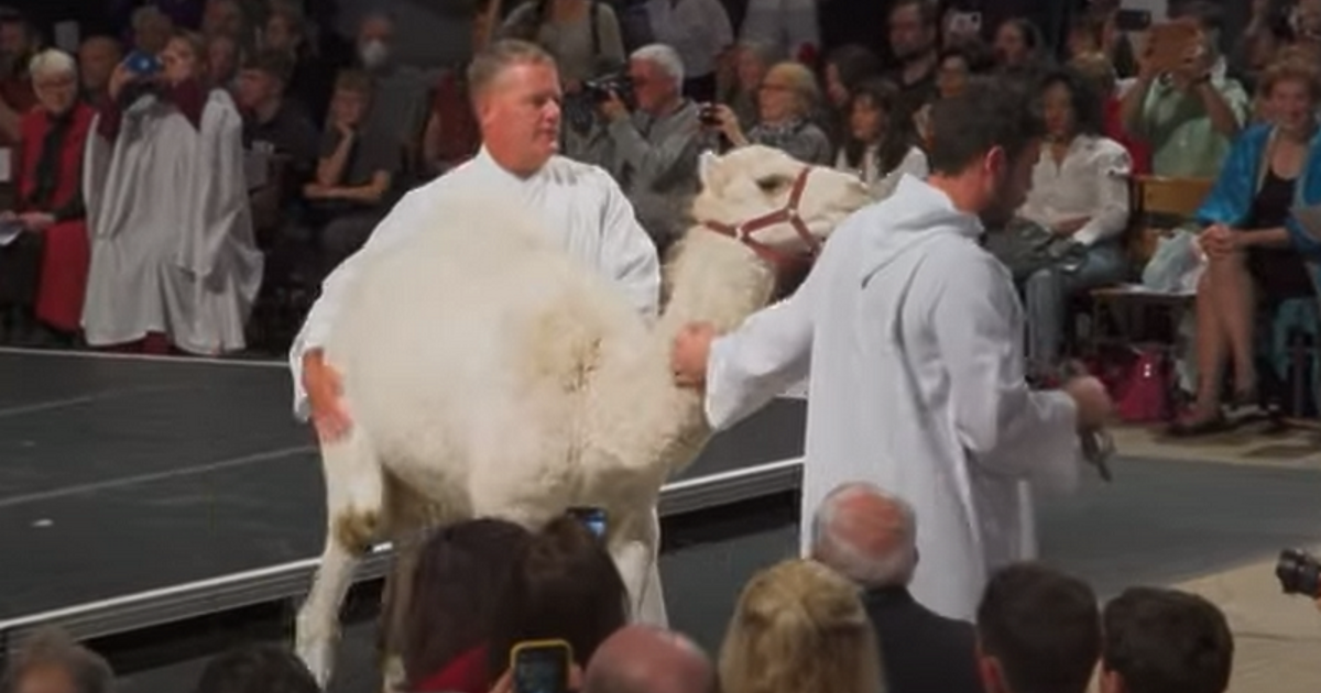 Едногърба камила, бухал, гигантска змия, кучета, котки и дори малък