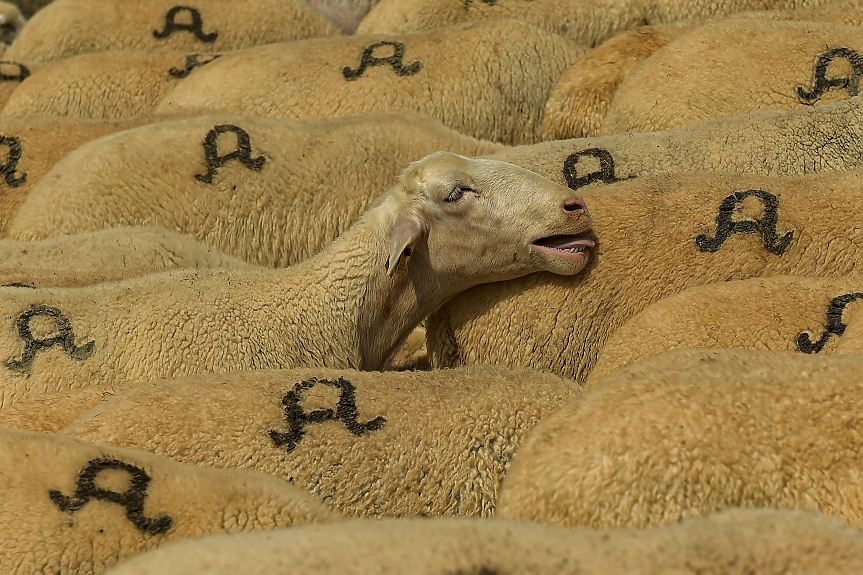 Овце опасаха нива със 100 кг канабис. После имали нетипично поведение