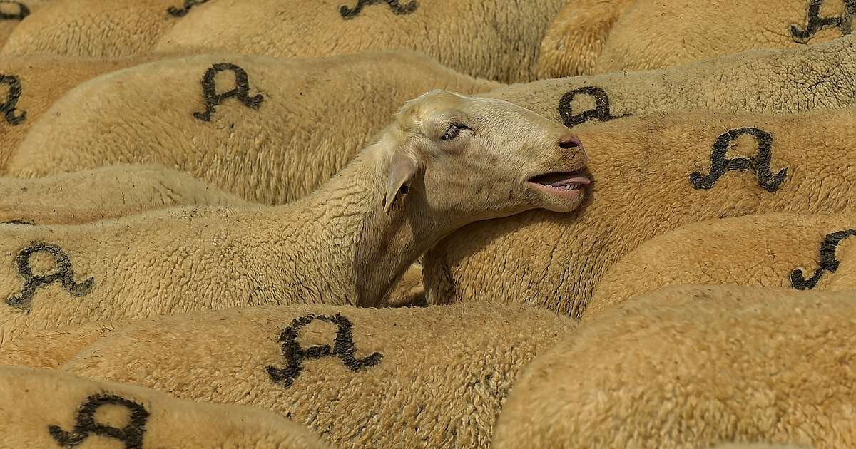 Стадо овце изяде близо 100 кг канабис за медицински цели