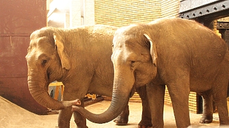 Две нови слончета стават част от Софийския зоопарк С това се