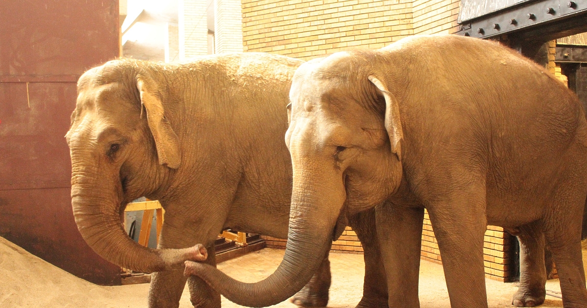 Две нови слончета стават част от Софийския зоопарк.С това се