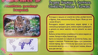 Леопард ухапа момиче в зоопарка във Варна Инцидентът е станал
