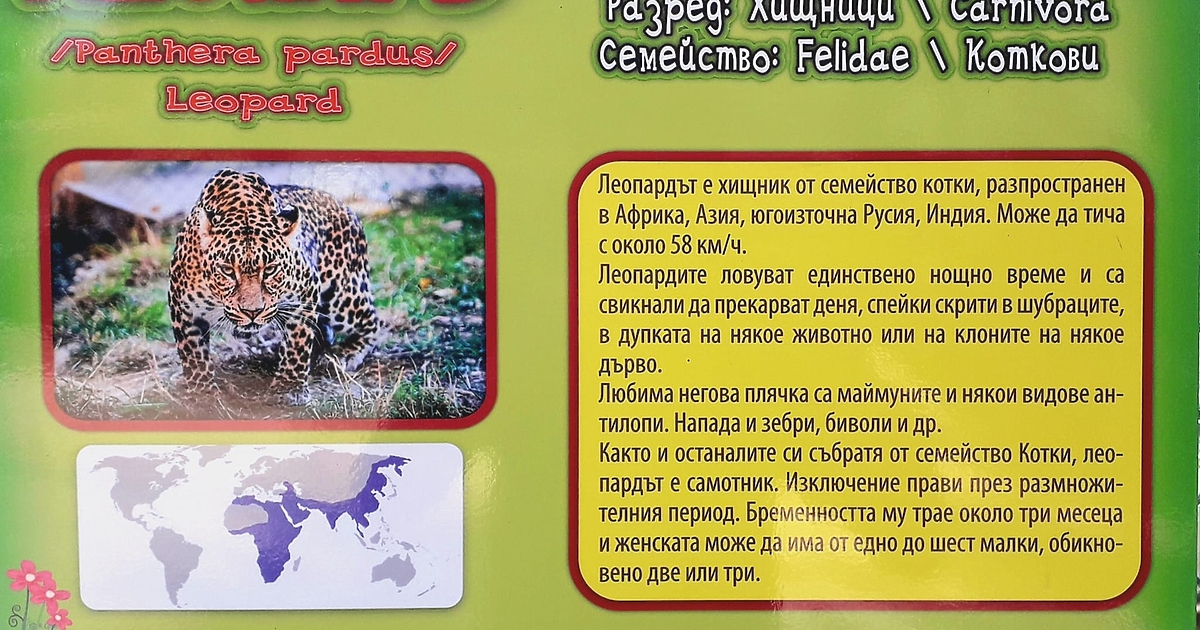 Леопард ухапа момиче в зоопарка във Варна. Инцидентът е станал