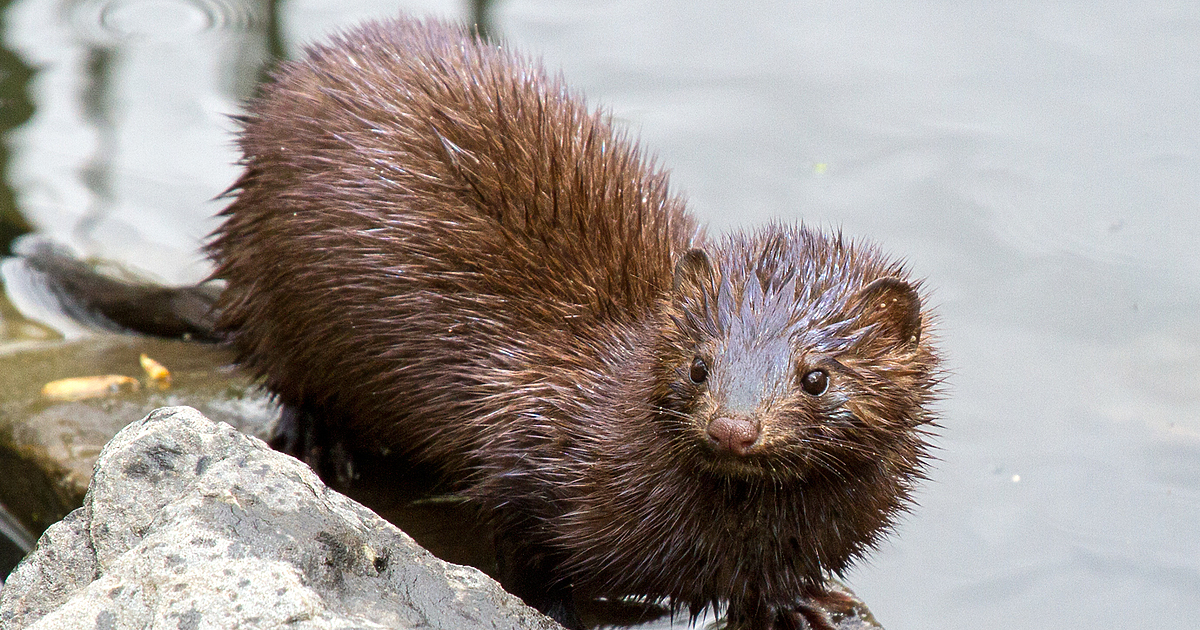 98 случая на вируса Sars-CoV-2 са установени в български ферми