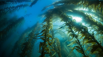Водораслите са били част от трапезата на древния европеец сочат