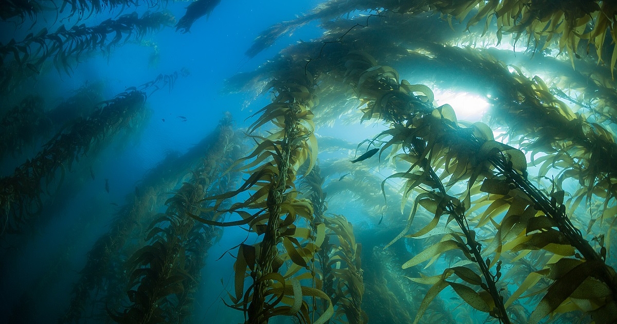 Водораслите са били част от трапезата“ на древния европеец, сочат