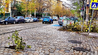 Дни след първия наистина тежък сняг тази зима десетки дървета