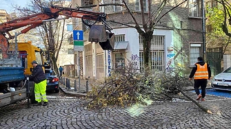 385 тона клони са извозили фирмите за почистване след обилния