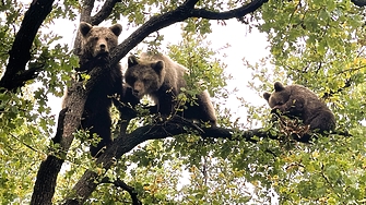 Преди точно три години WWF се захвана с ново предизвикателство