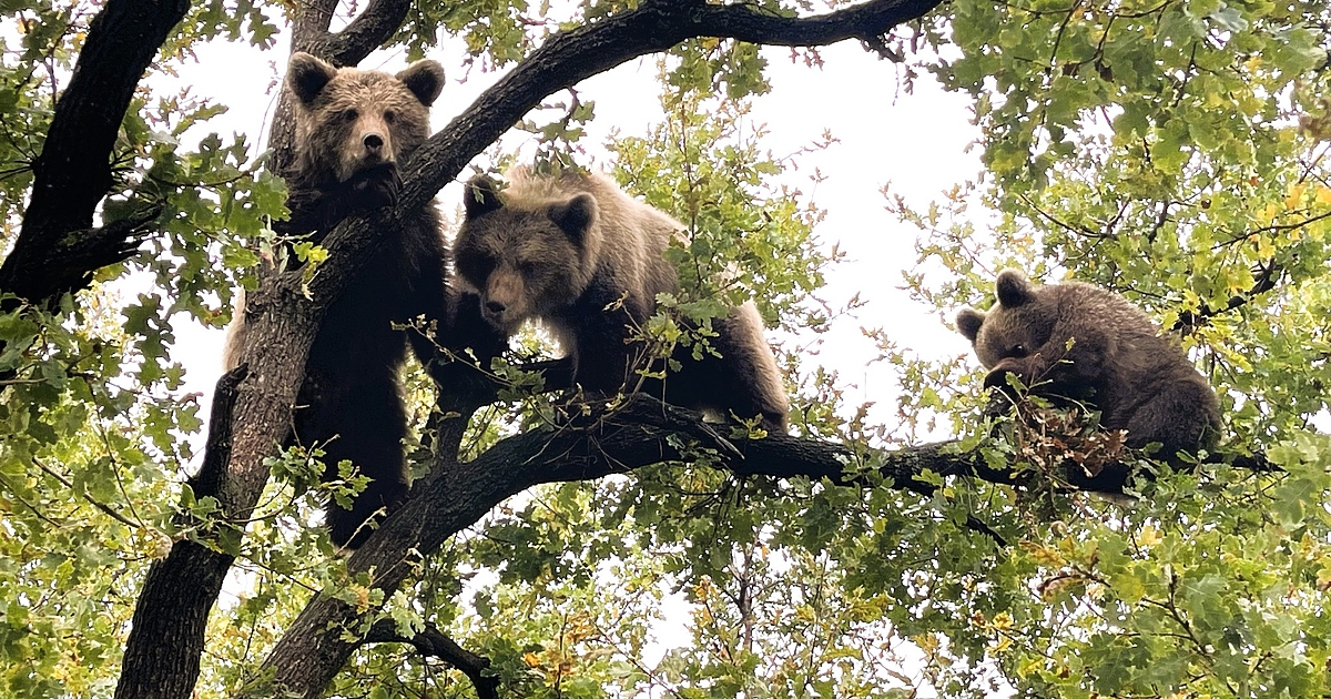 Преди точно три години WWF се захвана с ново предизвикателство.