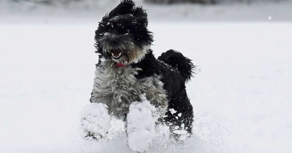 През тази седмица идва зимата с две последователни студени вълни.