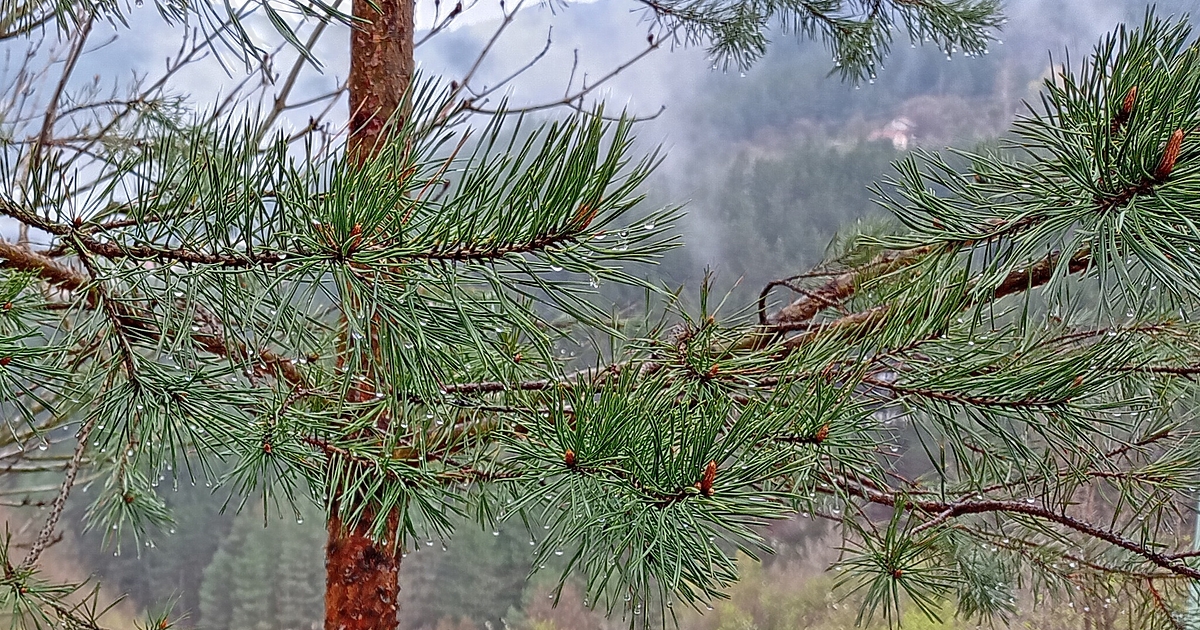 След поредицата ледени дни в неделя дневните температури ще са