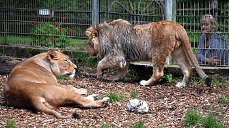 Три лъва от Украйна са намерили нов дом във френска