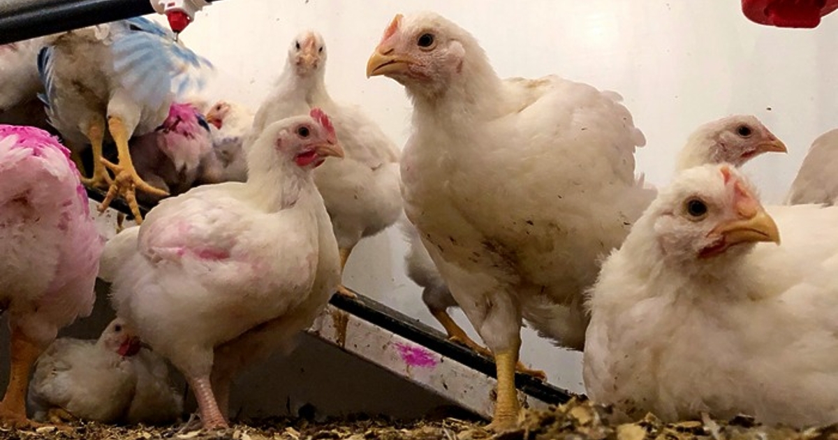 Всяка страна членка на ЕС ще има правото да задейства