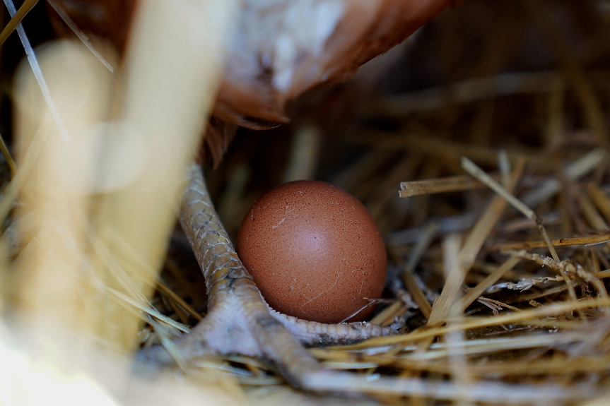 Откриха течност в яйце от римско време