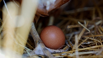 В яйце от римско време намерено преди няколко години в