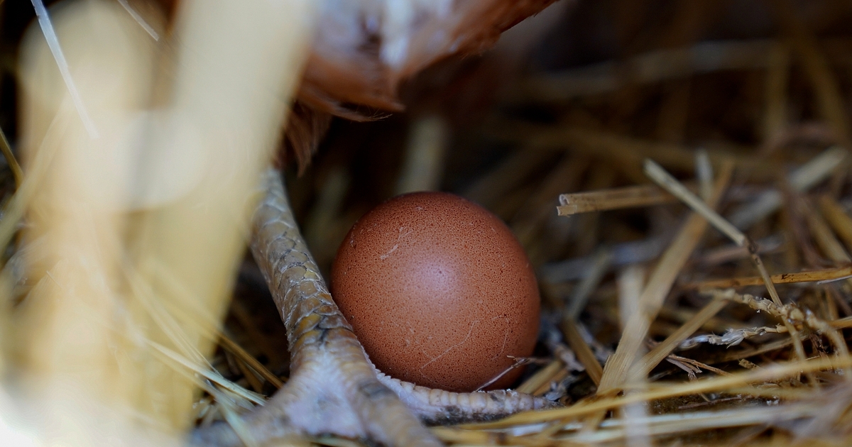 Снимка: Откриха течност в яйце от римско време