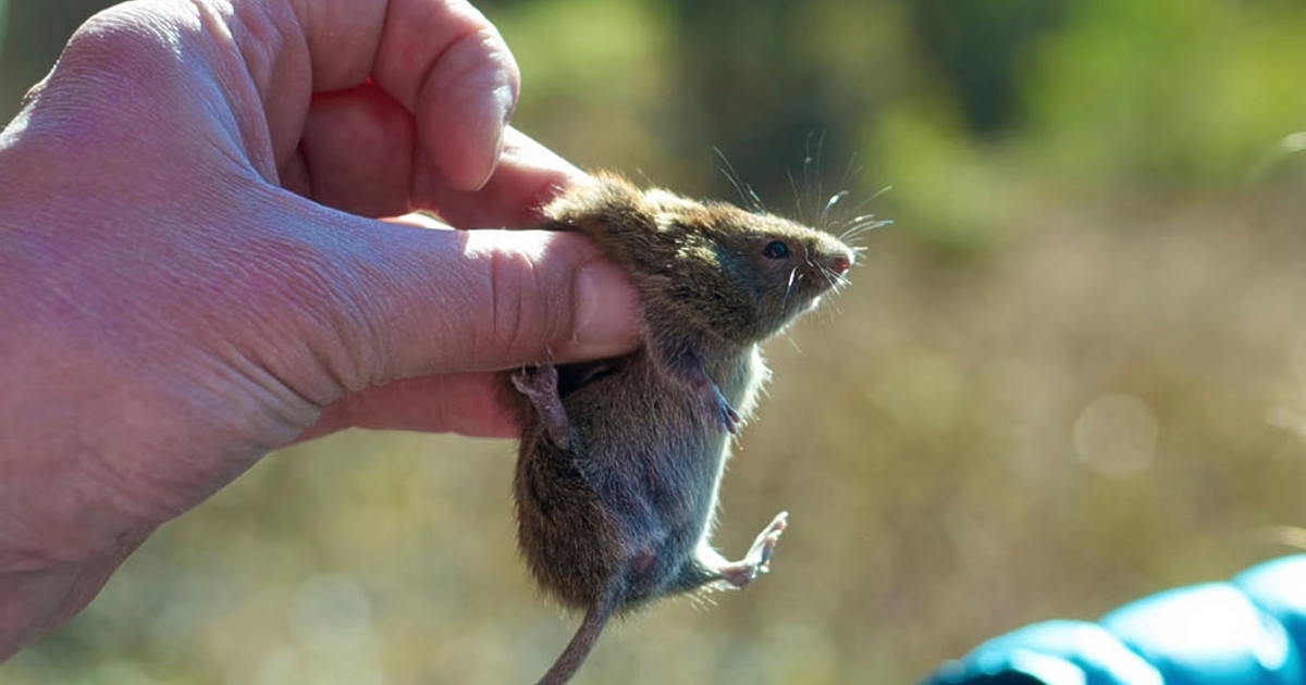 Непознат досега вирус взе жертва в Аляска, а жител на