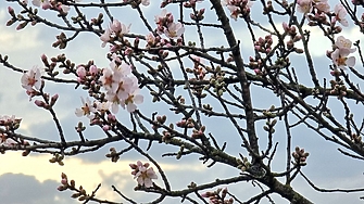 Светът вероятно е имал най топлия си февруари в историята с