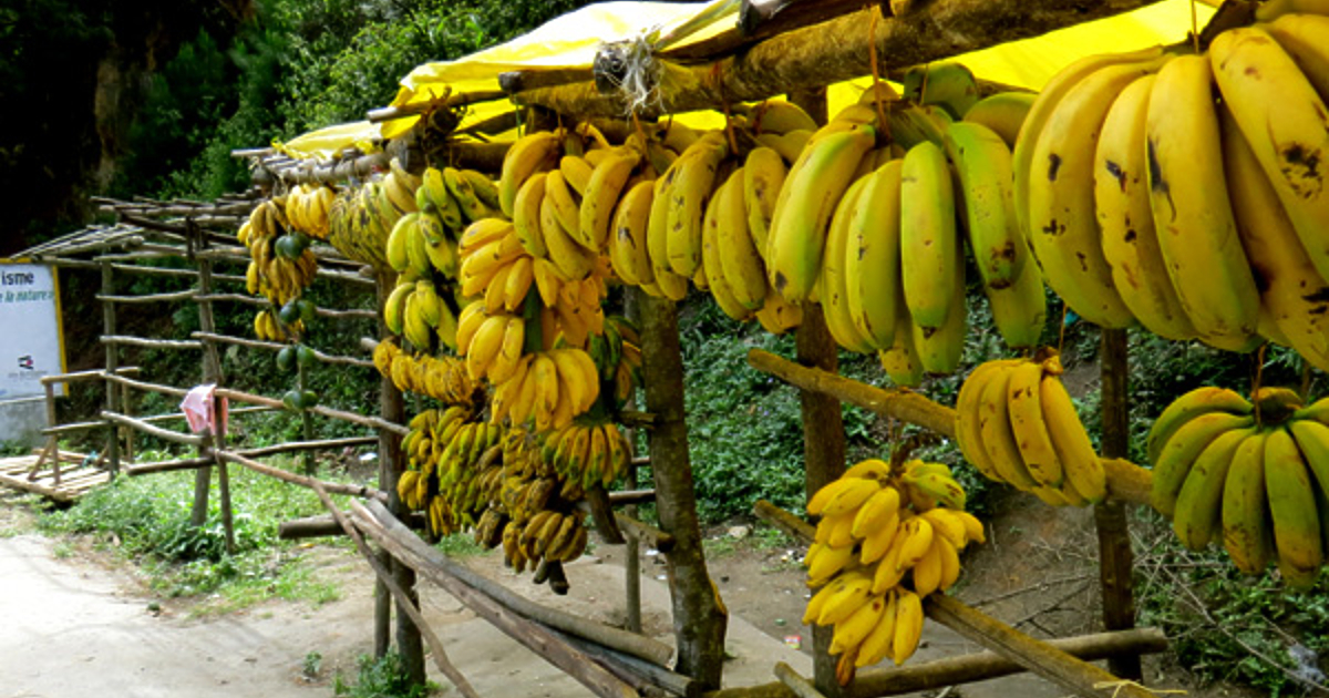 Снимка: Бананите могат да намалят възпаленията в организма