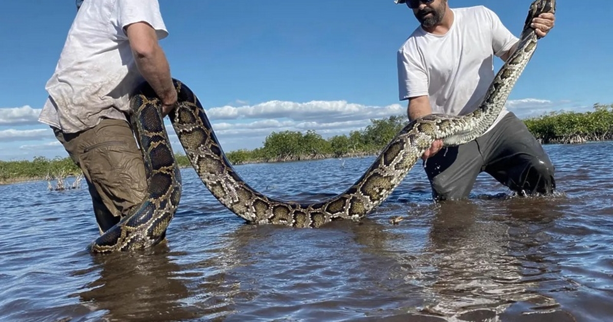 Отглеждането на питони във ферми може да се превърне в