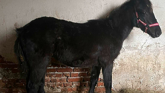 Болни животни без документи: съмнителната търговия с коне от България до Австрия