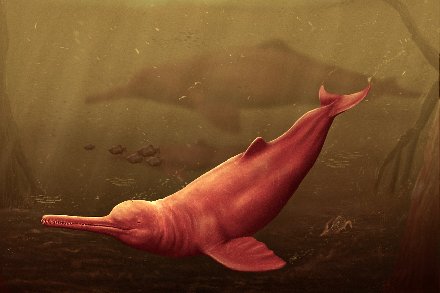 Откриха най-големия речен делфин в Амазонка