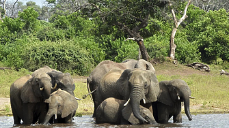 Ботсвана дава 20 000 слона на Германия