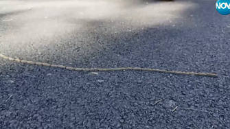 Сигнал за нашествие на опасни гъсеници у нас За това