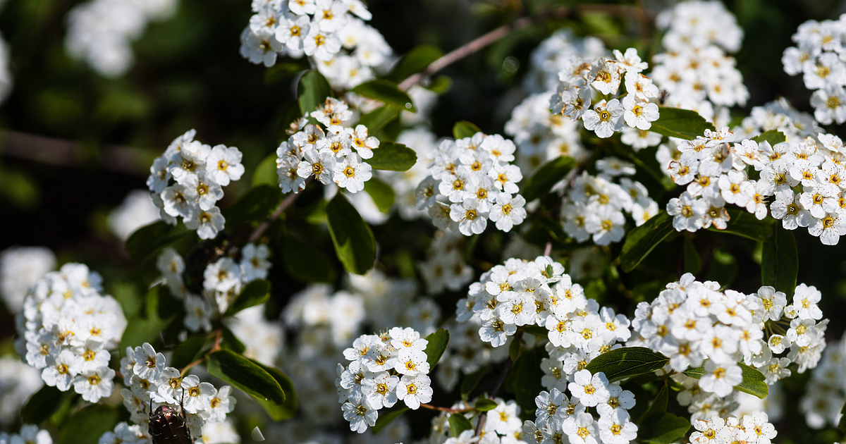 През нощта ще бъде ясно и почти тихо. Минималните температури